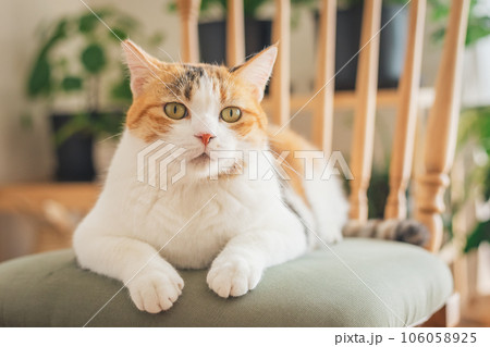 室内の椅子の上で遊ぶ猫 106058925