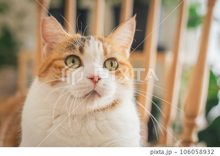 室内の椅子の上で遊ぶ猫 106058932