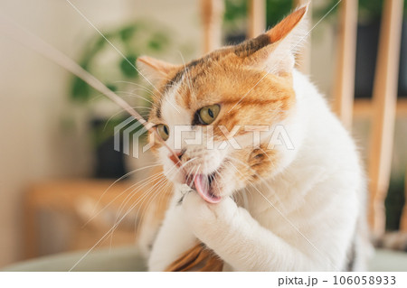 室内の椅子の上で遊ぶ猫 106058933