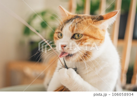 室内の椅子の上で遊ぶ猫 106058934