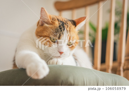 室内の椅子の上で遊ぶ猫 室内の椅子の上で遊ぶ猫 106058979