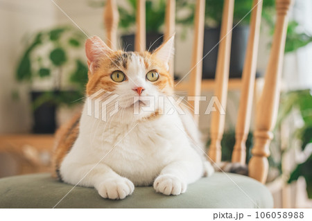 室内の椅子の上で遊ぶ猫 106058988