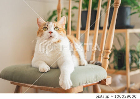 室内の椅子の上で遊ぶ猫 106059000