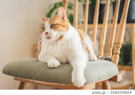 室内の椅子の上で遊ぶ猫 106059004