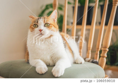 室内の椅子の上で遊ぶ猫 106059010