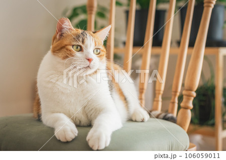 室内の椅子の上で遊ぶ猫 室内の椅子の上で遊ぶ猫 106059011