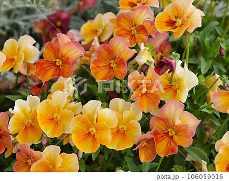 パンジーの花の群生 パンジーの花の群生 106059016