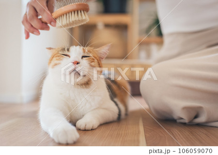 室内でブラッシングされて気持ちよさそうな猫 室内でブラッシングされて気持ちよさそうな猫 106059070