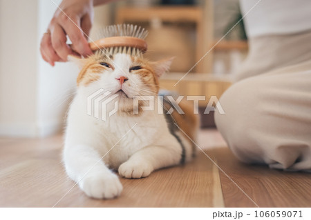 室内でブラッシングされて気持ちよさそうな猫 106059071