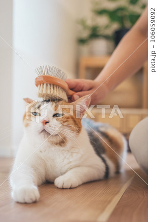 室内でブラッシングされて気持ちよさそうな猫 106059092