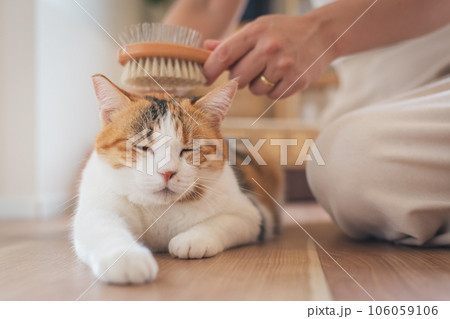 室内でブラッシングされて気持ちよさそうな猫 106059106