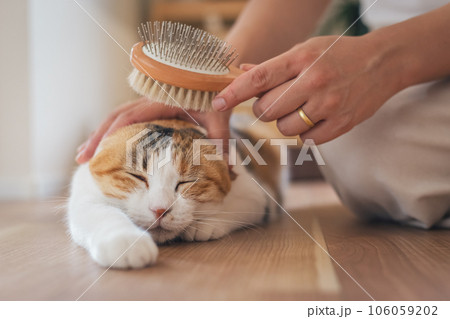 室内でブラッシングされて気持ちよさそうな猫 106059202