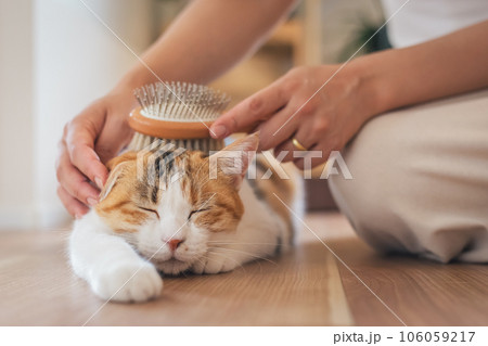 室内でブラッシングされて気持ちよさそうな猫 106059217