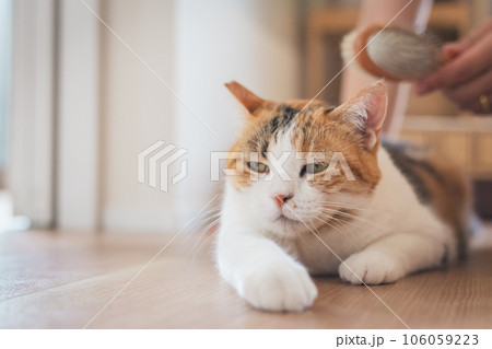 室内でブラッシングされて気持ちよさそうな猫 106059223