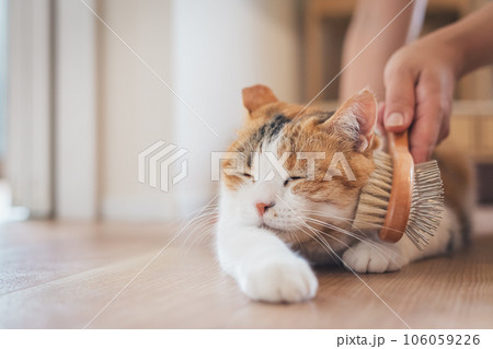 室内でブラッシングされて気持ちよさそうな猫 室内でブラッシングされて気持ちよさそうな猫 106059226