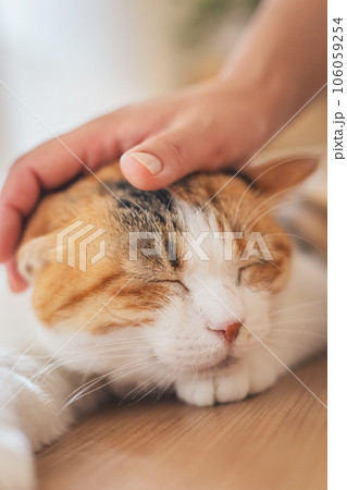 室内でブラッシングされて気持ちよさそうな猫 室内でブラッシングされて気持ちよさそうな猫 106059254