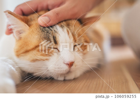 室内でブラッシングされて気持ちよさそうな猫 106059255