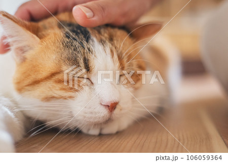頭を撫でられて気持ちよさそうな猫 頭を撫でられて気持ちよさそうな猫 106059364
