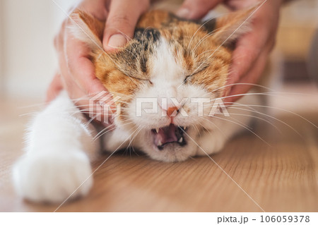 頭を撫でられて気持ちよさそうな猫 106059378