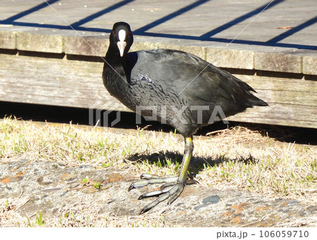 オオバン オオバン 106059710