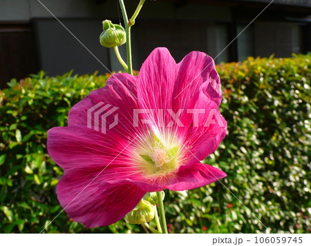 立葵 ホリホック 花葵 106059745