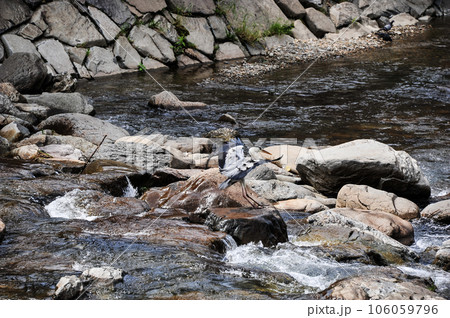 高山の宮川に着地するアオサギ 106059796