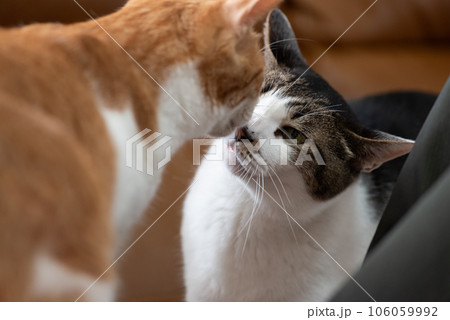 匂いを嗅ぎ合う猫 匂いを嗅ぎ合う猫 106059992