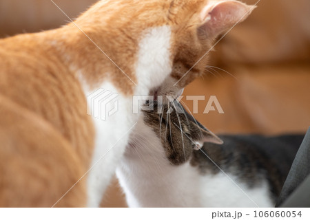 匂いを嗅ぎ合う猫 匂いを嗅ぎ合う猫 106060054