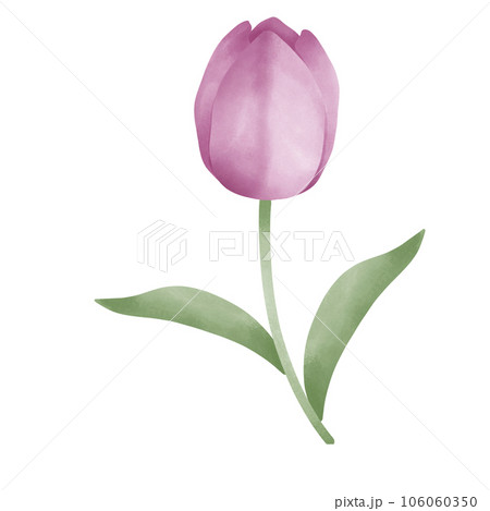 watercolor  tulip on white background 106060350