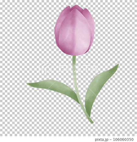 watercolor  tulip on white background 106060350