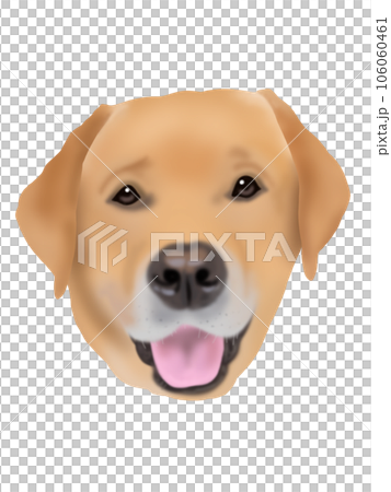 labrador retriever face 106060461