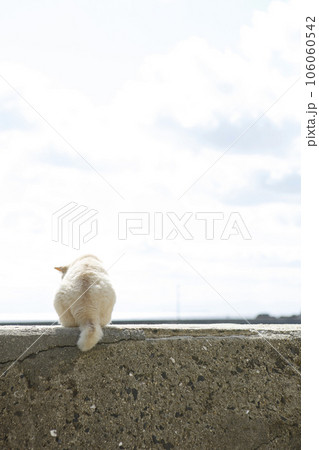 情島の猫がいる風景 106060542