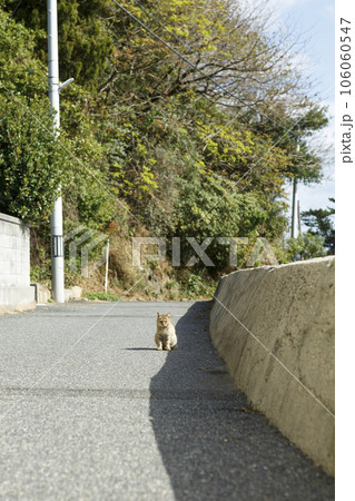 情島の猫がいる風景 106060547
