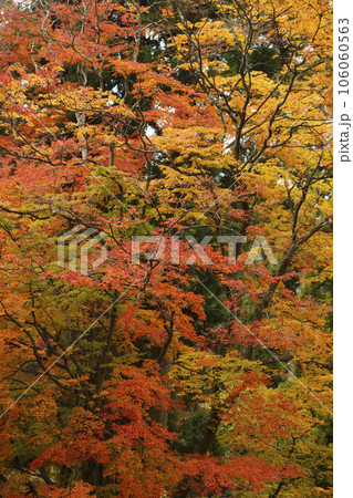 高取城の紅葉 高取城の紅葉 106060563