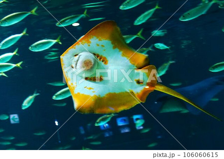水族館の人気者 アカエイ 水族館の人気者 アカエイ 106060615
