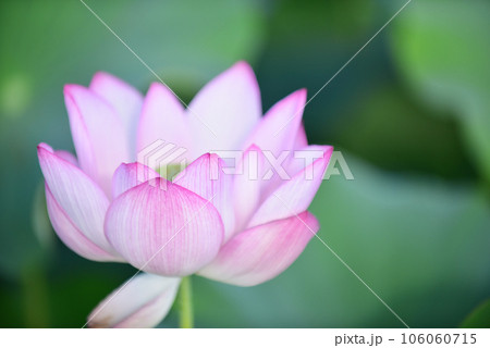 幻想的な蓮の花畑 オールドレンズ 幻想的な蓮の花畑 オールドレンズ 106060715