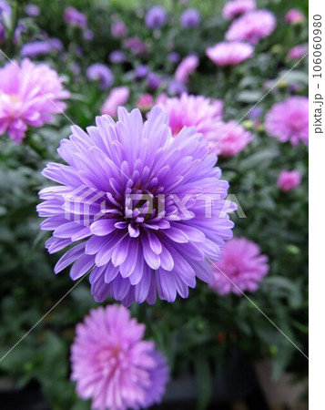 宿根アスター ヴィクトリア 宿根アスター ヴィクトリア 106060980