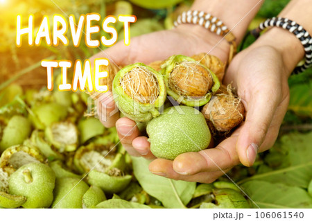 Harvest time lettering. Autumn concept. Harvesting walnuts in the hands of a farmer, close-up, in autumn. Selective focus 106061540