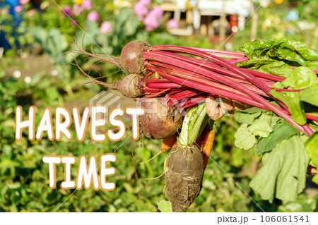 Harvest time lettering. Autumn concept. Autumn Red beet, table beet Beta vulgaris. Autumn harvest of carrots and beets only from the garden. Copy space 106061541