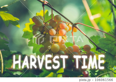 Harvest time lettering. Autumn concept, harvest green white grapes organic fruit 106061566