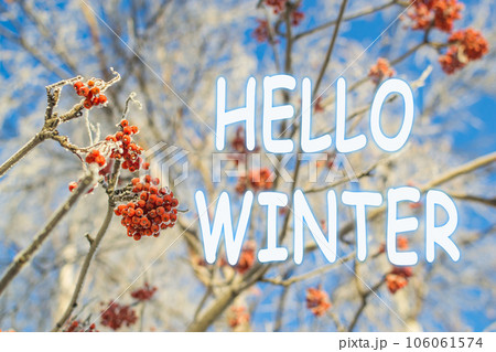 Mountain ash in winter on sky background, Hello Winter lettering inscription. 106061574