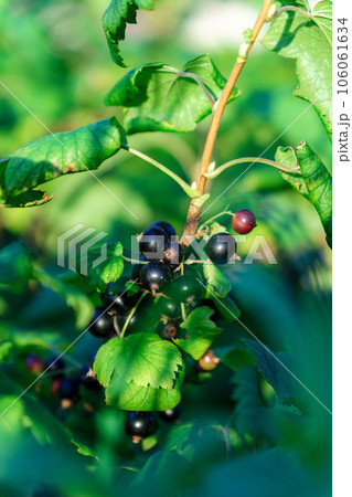 Black currant bush outdoors in rural, berry branch black currant bush in garden. Selective focus. Vertical photo Black currant bush outdoors in rural, berry branch black currant bush in garden. Selective focus. Vertical photo 106061634