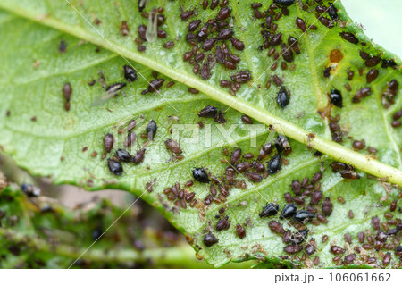 Aphid stands on a leaf, nature and biodiversity. Ultra macro video of small garden bugs. 106061662