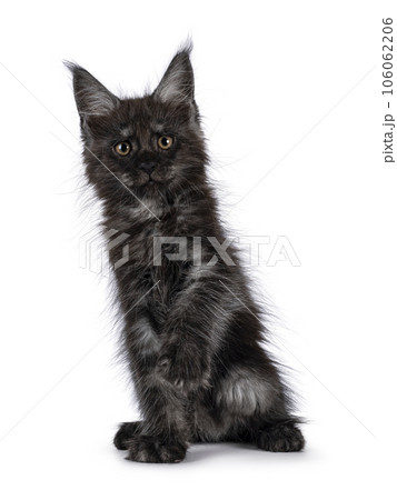 Domestic cat kitten on white background Domestic cat kitten on white background 106062206