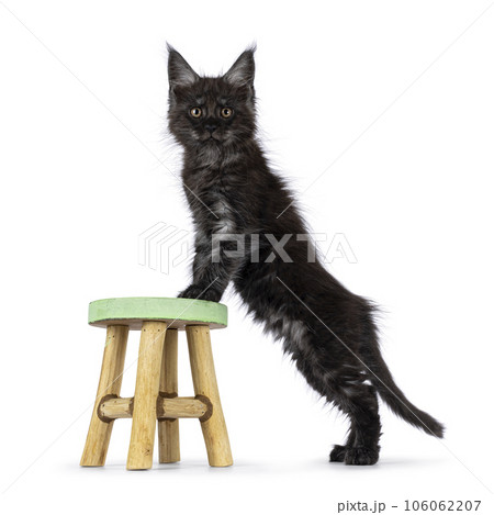 Domestic cat kitten on white background Domestic cat kitten on white background 106062207