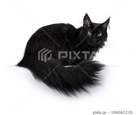 Maine Coon cat on white background 106062220