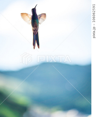 Graceful Hummingbird Flying with Blurred Background Graceful Hummingbird Flying with Blurred Background 106062591
