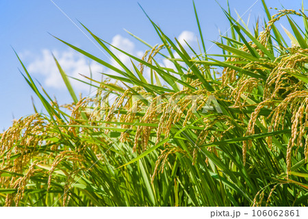収穫前の稲穂 106062861