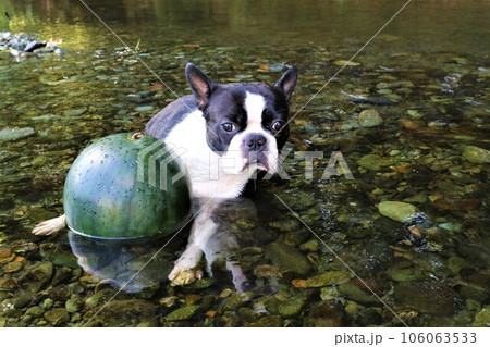 ときがわ町の都幾川で冷やしたスイカを前にして上流を見つめるボストンテリアのマイティ君♡ 106063533
