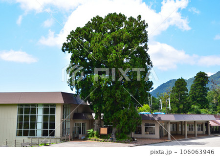 立山　美女杉 106063946